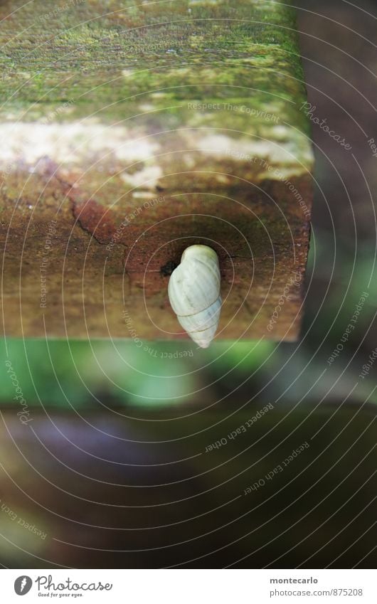 kleben geblieben Umwelt Natur Tier Wildtier Schnecke Schneckenhaus 1 Holz entdecken wandern dünn authentisch einfach einzigartig klein natürlich rund trocken