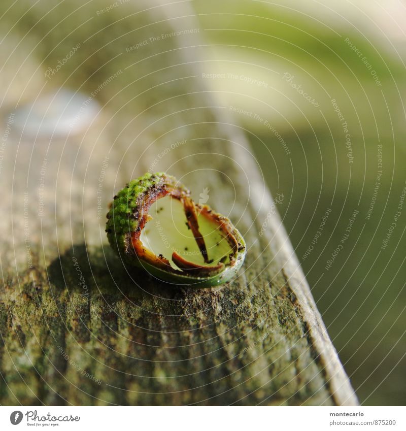 waldfrucht Umwelt Natur Herbst Pflanze Grünpflanze Wildpflanze Eicheln Holz authentisch einfach kaputt klein nah natürlich Originalität rund trocken wild grau