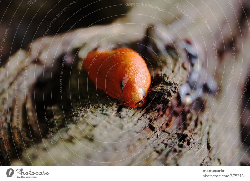 peace | auch mit den nackten Umwelt Natur Baum Tier Wildtier Schnecke Nacktschnecken 1 Holz dünn authentisch Ekel glänzend hässlich lang natürlich schleimig