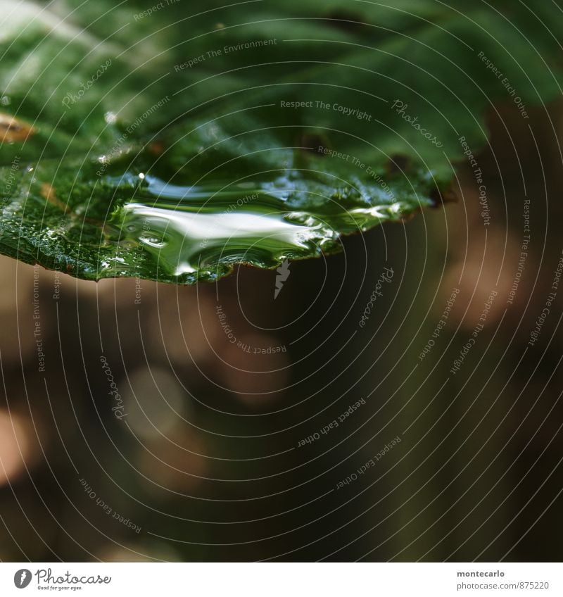 glänzend Umwelt Natur Pflanze Wassertropfen Blatt Grünpflanze Wildpflanze dünn authentisch einfach frisch nah nass natürlich weich braun grün Farbfoto