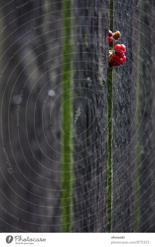 Brombeeren II Pflanze Wildpflanze Beeren Garten Zaun Zaunlücke rot Wachstum Farbfoto Außenaufnahme Textfreiraum links Textfreiraum unten Textfreiraum Mitte Tag