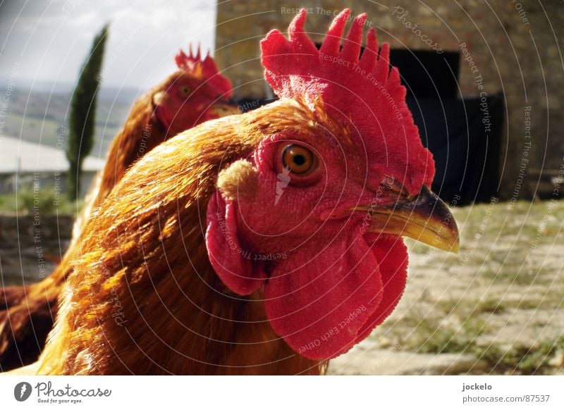 Chef im Ring Haushuhn Hahn Vogel Toskana gelb Eigelb Vorgesetzter rot Hahnenkamm Stall Hühnerstall Natur Hahn im Korb Freilaufendes Huhn Glückliches Huhn jomam