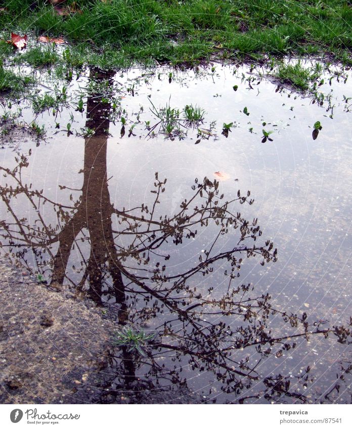 wasser und baum Baum Gras Spiegel Asphalt grün Herbst Stimmung nass ungemütlich Frühling 1 Regen Pflanze water mirror mood Zweig regenrest Wetter reflektion