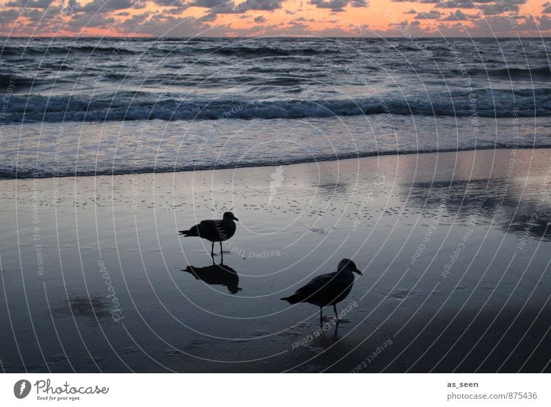 Warten auf die Flut II harmonisch ruhig Meditation Ferien & Urlaub & Reisen Freiheit Umwelt Natur Urelemente Sand Luft Wasser Himmel Wolken Sonnenaufgang