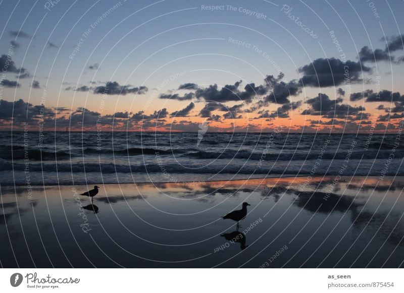 Warten auf die Flut Umwelt Natur Landschaft Tier Urelemente Sand Luft Wasser Himmel Wolken Horizont Sonnenaufgang Sonnenuntergang Klima Wetter Wellen Küste