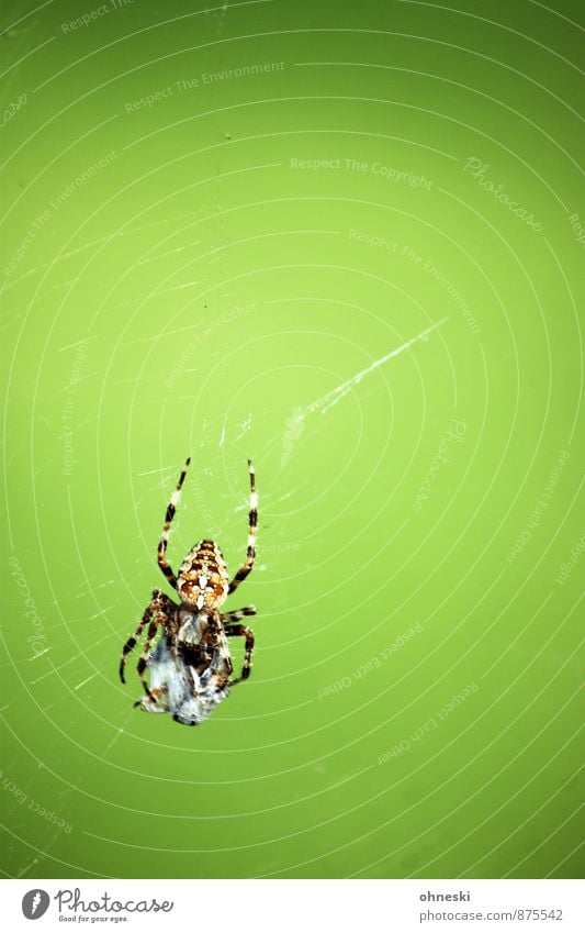 Nahrungskette Tier Spinne Kreuzspinne Beute 1 Spinnennetz Fressen natürlich grün Farbfoto mehrfarbig Außenaufnahme Textfreiraum rechts Textfreiraum oben