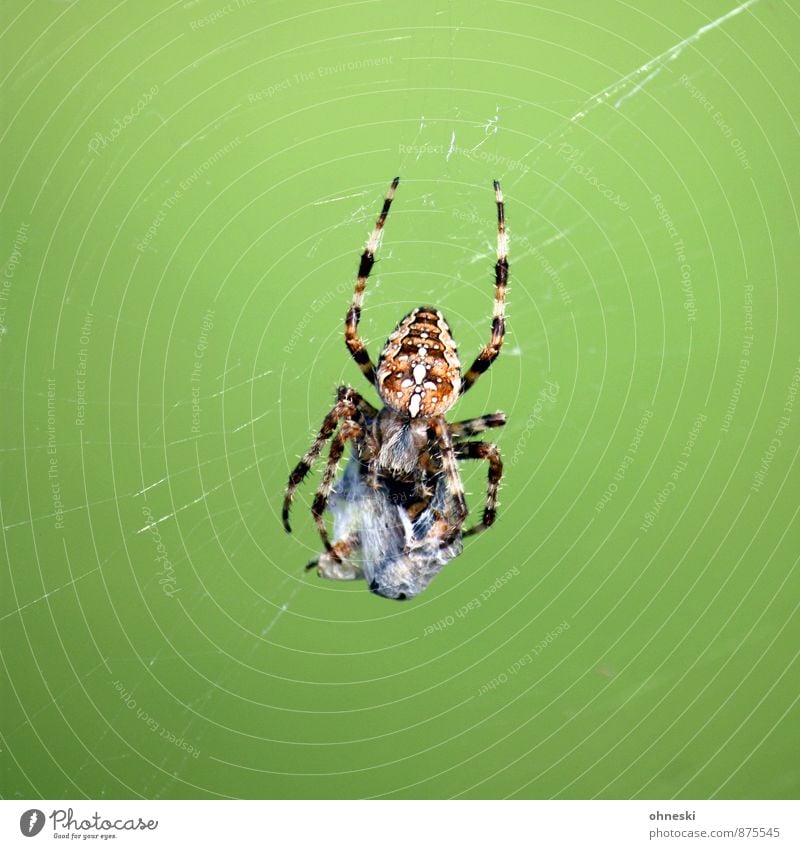 Frühstück Tier Wildtier Spinne Kreuzspinne Beute 1 Spinnennetz Fressen Jagd krabbeln bedrohlich gruselig grün Überleben Farbfoto Außenaufnahme