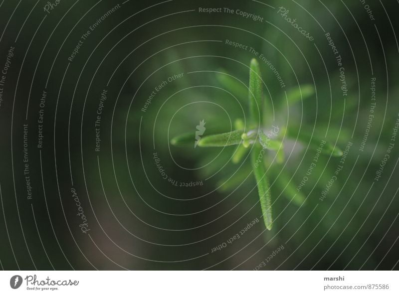 Spitzenduft Natur Pflanze Sträucher Stimmung Rosmarin Duft Kräuter & Gewürze Stachel Schwache Tiefenschärfe Farbfoto Außenaufnahme Nahaufnahme Detailaufnahme