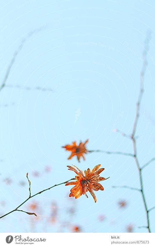 Herbststern harmonisch Wohlgefühl Zufriedenheit Sinnesorgane Garten Erntedankfest Natur Himmel Pflanze Park Dekoration & Verzierung blau Lebensfreude