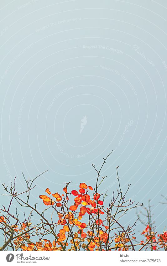 kahles Leuchten Erholung ruhig Ferien & Urlaub & Reisen Ferne Freiheit Garten Natur Himmel Herbst Schönes Wetter Pflanze Sträucher Dekoration & Verzierung blau