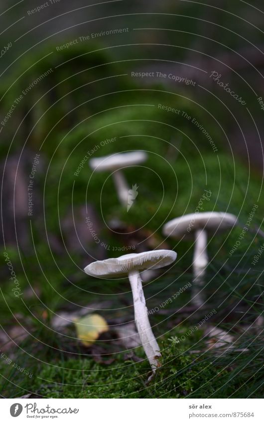 3 Pilz Umwelt Natur Pflanze Klima Moos Wald Waldboden grün weiß herbstlich Laubmoos Farbfoto Außenaufnahme Menschenleer Textfreiraum links Textfreiraum oben