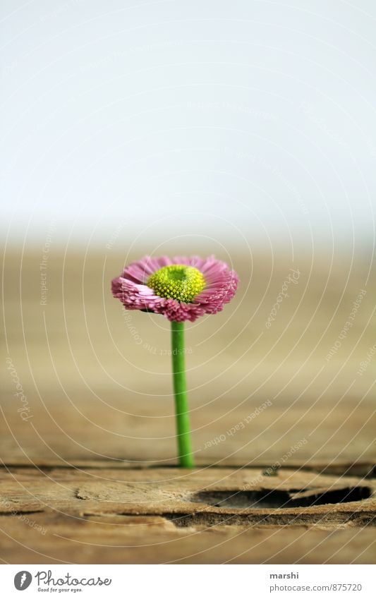 Einzelkämpfer Natur Pflanze Blume Garten Gefühle Stimmung Gänseblümchen einzeln Holztisch Wachstum Blühend rosa schön Schwache Tiefenschärfe Farbfoto