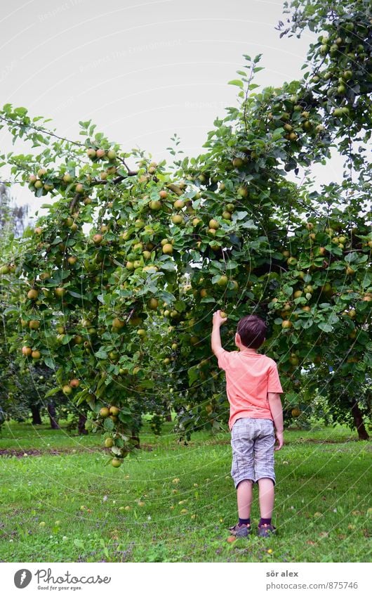 Erntedank Kindererziehung Mensch Kleinkind Junge 1 Natur Himmel Baum Gras Apfelbaum Garten lecker nachhaltig natürlich Glück Zufriedenheit Lebensfreude