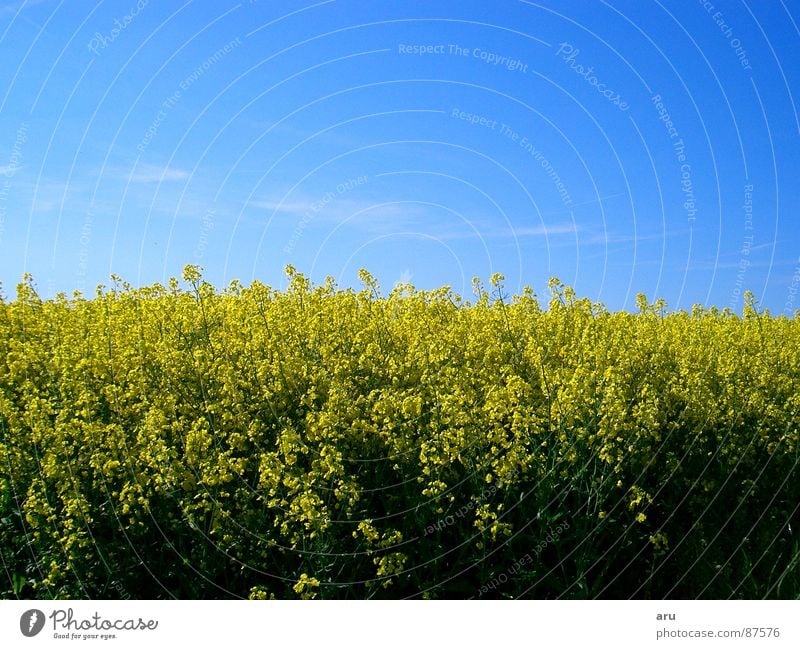 Rapsfeld Feld gelb Blume Sommer Wiese Natur Himmel