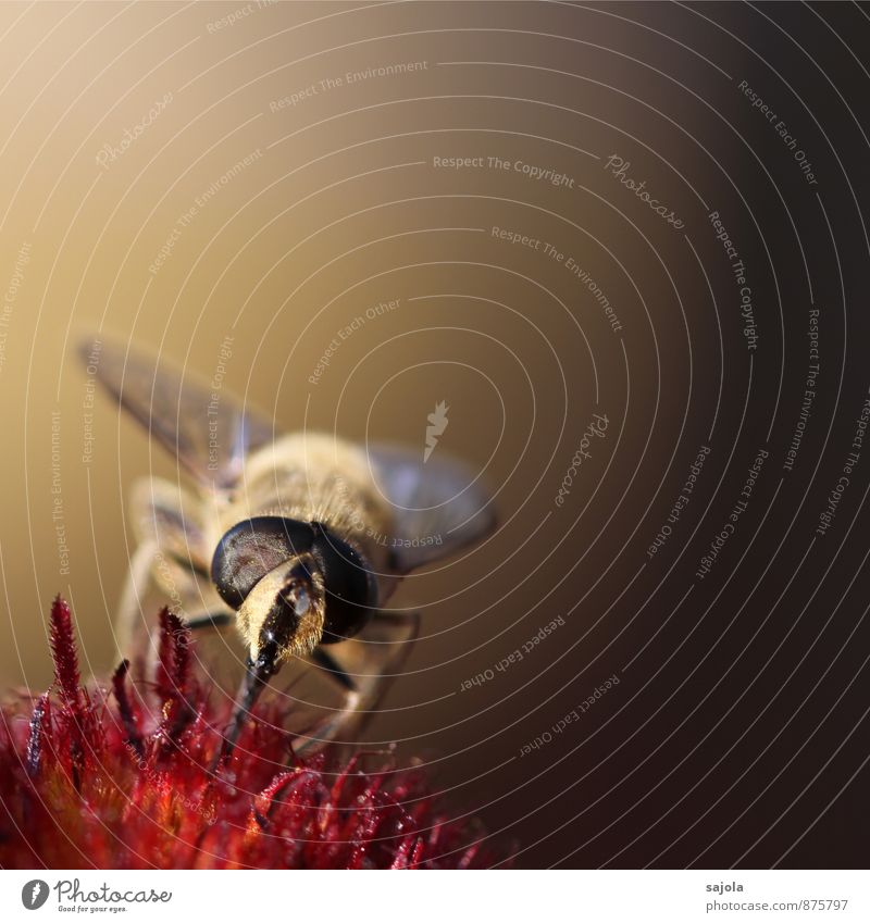 fliege im abendlicht Umwelt Natur Pflanze Tier Blüte Wildtier Fliege Tiergesicht 1 Fressen Insekt saugen Facettenauge Farbfoto Außenaufnahme Nahaufnahme