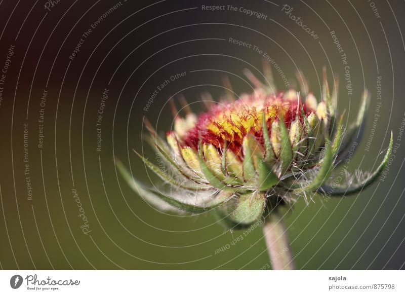 verblüht im abendlicht Umwelt Natur Pflanze Sommer Blume Blüte Garten stehen ästhetisch Vergänglichkeit schön Farbfoto mehrfarbig Außenaufnahme Menschenleer