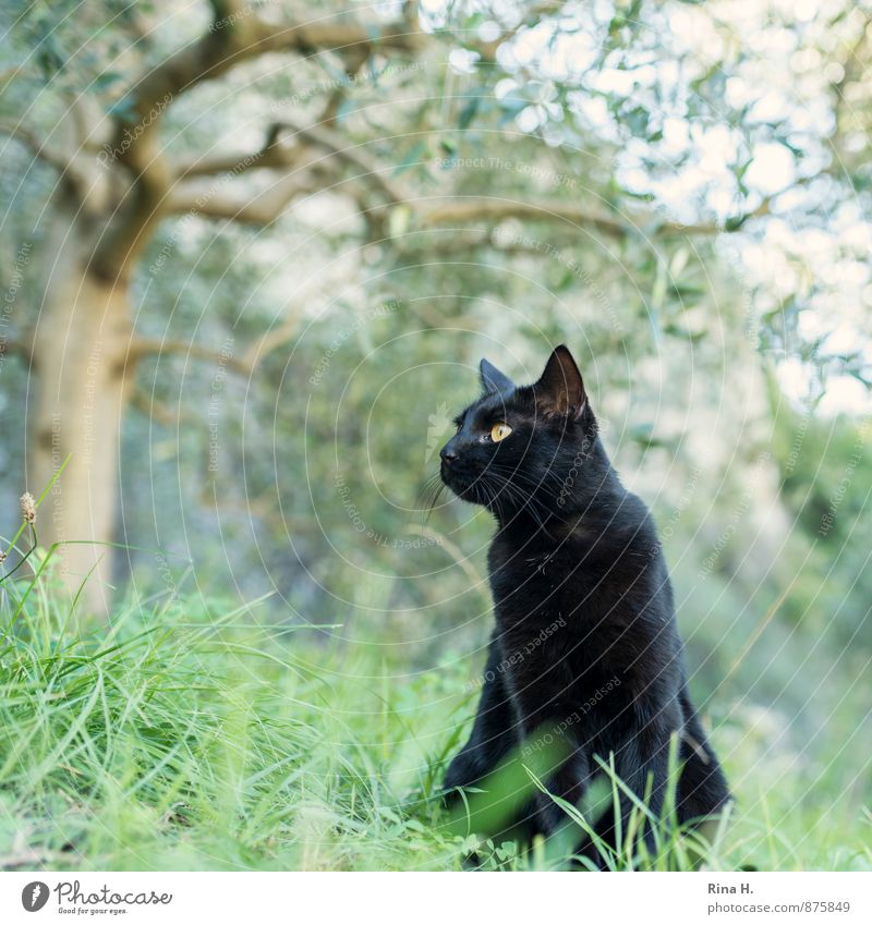 black panther II Sommer Baum Gras Katze 1 Tier beobachten sitzen Farbfoto Außenaufnahme Menschenleer Schwache Tiefenschärfe Froschperspektive Tierporträt