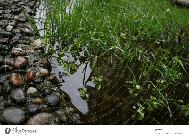 Feuchtbiotop Kieselsteine Gras Miniatur Biotop feucht wetterfest grün aquatisch Grasland nass Riff Grasnarbe Rasen Regen hydrophob gießen Wassergraben