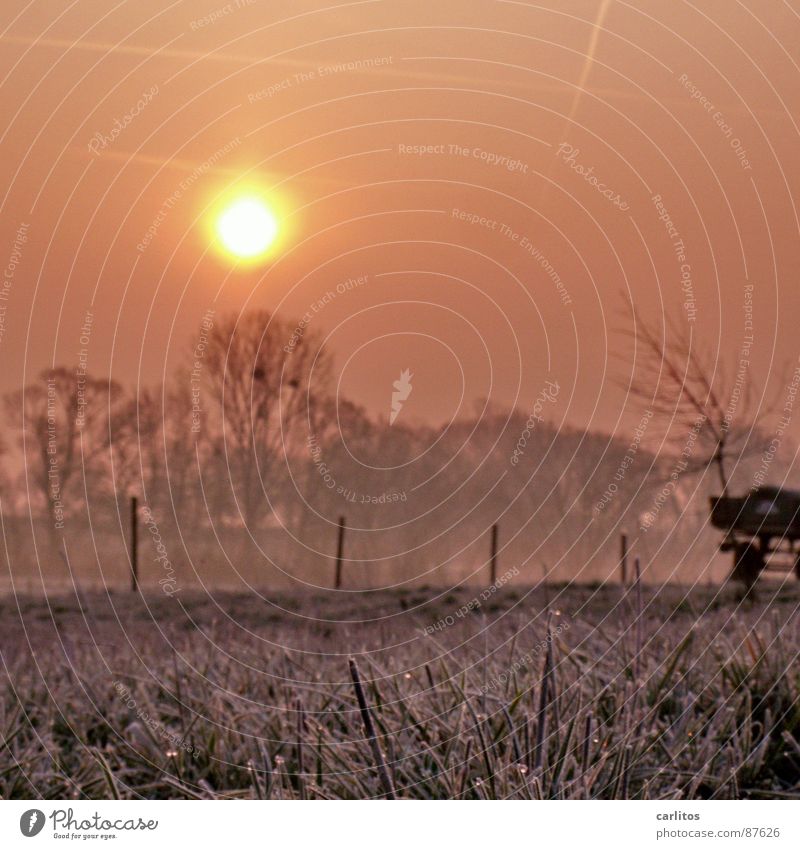 Bodenfrost frieren Tau Morgen Sonnenaufgang Raureif Bodennebel Wiese Zaun Baumreihe diffus Hoffnung aufgehen vage Gras Ambiente unklar ungenau Grenze Gefühle