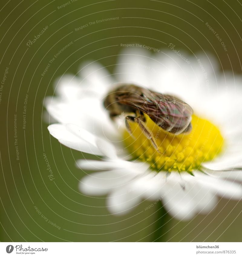 Wildbiene Natur Pflanze Blume Blüte Gänseblümchen Korbblütengewächs Tier Wildtier Biene Flügel Furchenbiene Insekt Beine Fell Blühend Duft Fressen hocken schön