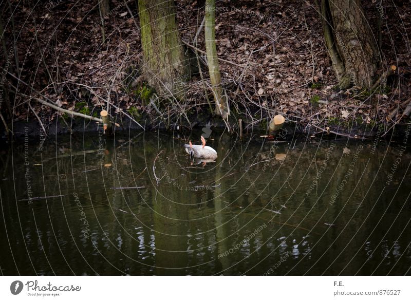 Alle meine Entchen Natur Wasser See Tier Ente Totes Tier 1 gruselig trashig braun grün Traurigkeit Tod Trauer Umweltkatastrophe Umweltschutz Gedeckte Farben