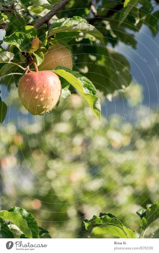 bedröppelt Landwirtschaft Forstwirtschaft Sommer Schönes Wetter Regen Garten nass Apfelbaum Wassertropfen reif Unschärfe Farbfoto Detailaufnahme Menschenleer