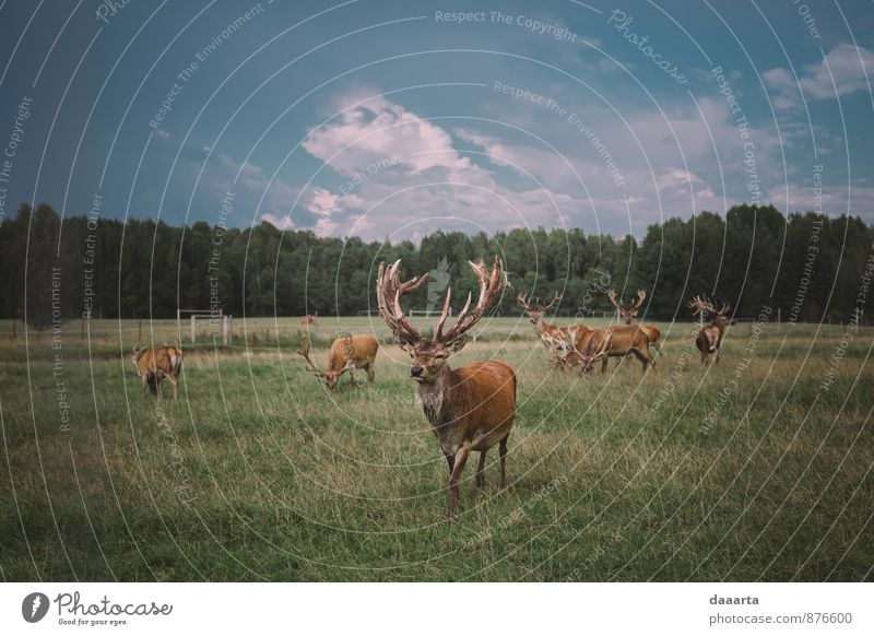 König Lifestyle Freude Freizeit & Hobby Natur Landschaft Tier Himmel Wolken Schönes Wetter Gras Wiese Wald Wildtier Hirsche Tiergruppe außergewöhnlich einfach