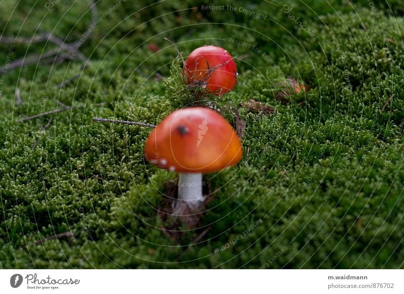 Fliegende Pilze Natur Pflanze Moos Wildpflanze Pilzhut Fliegenpilz Wald grün rot weiß Farbfoto Außenaufnahme Nahaufnahme Detailaufnahme Makroaufnahme