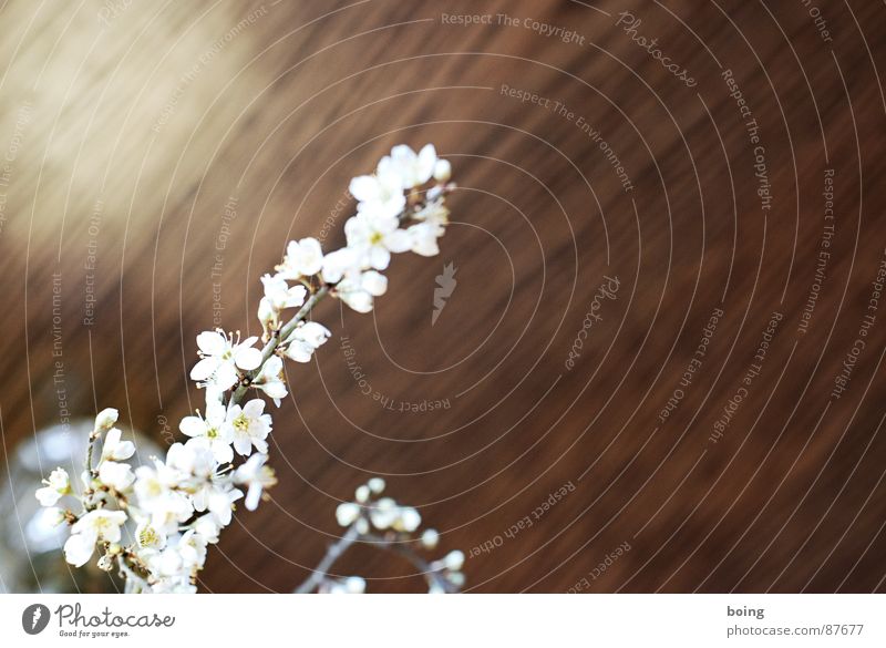 montags: DADA mit Larissa und Liudger Weissdorn Gartenarbeit Sträucher Frühlingsgefühle Schwarzdorn Blütenknospen Blattknospe Blühend Geruch Duft Vase Gesteck