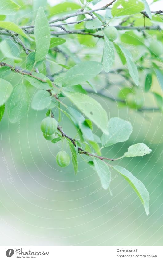 Unreif Natur Sommer Baum Blatt Nutzpflanze grün unreif Pflaume Pflaumenbaum Obstbaum Farbfoto Gedeckte Farben Außenaufnahme Textfreiraum unten