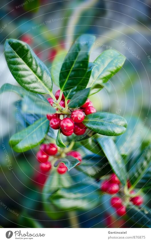 Komplementär Pflanze Winter Sträucher Blatt grün rot Beeren Beerensträucher Weihnachten & Advent Farbfoto mehrfarbig Außenaufnahme Nahaufnahme Textfreiraum oben