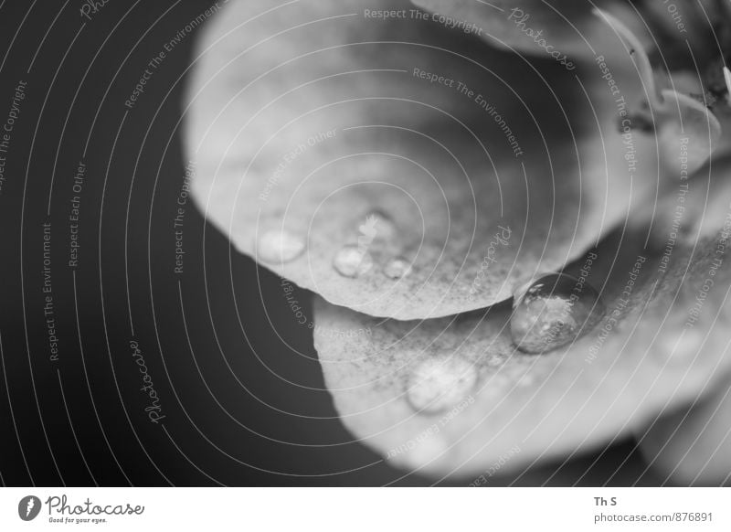 Regen Natur Pflanze Sommer Herbst Blühend ästhetisch authentisch einfach elegant frisch nass natürlich einzigartig harmonisch schön abstrakt Schwarzweißfoto