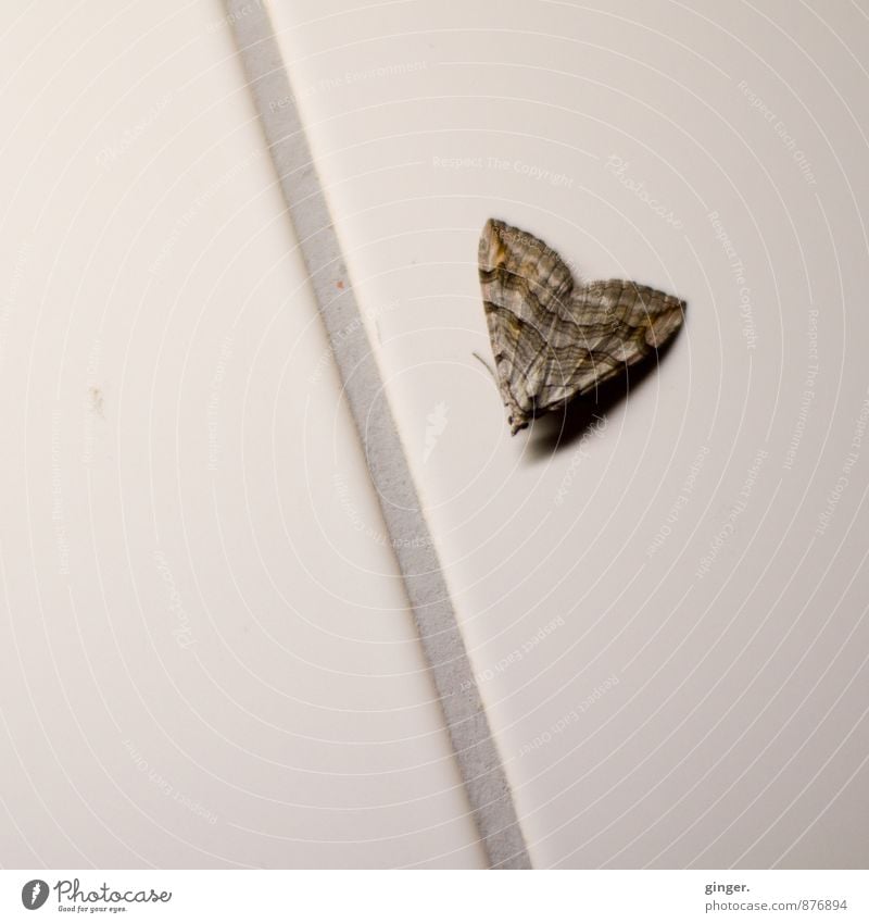 Falter an Fuge Tier Flügel braun grau Schmetterling Fliesen u. Kacheln Wand sitzen grau-braun klein nachtaktiv verirrt verflogen gefangen Muster Farbfoto