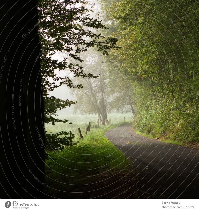 Ausfahrt Umwelt Natur Landschaft Pflanze Baum Gras Sträucher Feld Wald dunkel braun grau grün schwarz Stimmung Bogen Kurve Aussicht Nebelschleier Dunst Farbfoto