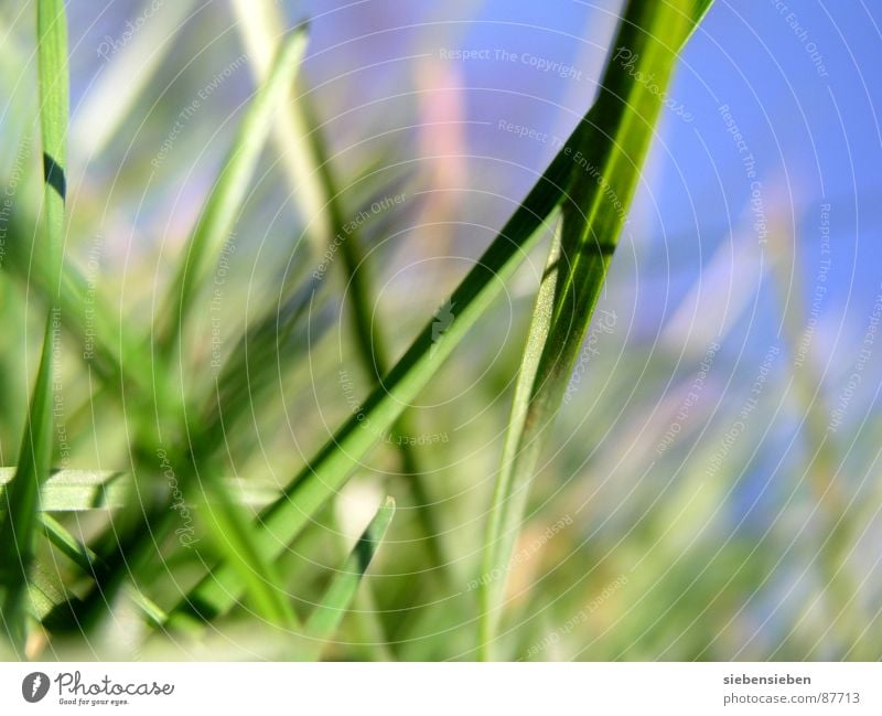 GNILHÜRF Gras grün Wachstum Wiese Halm Blühend Jahreszeiten Sommer Frühling Nahaufnahme Kraft Perspektive Naturphänomene Grasnarbe Saison Grasland Umwelt