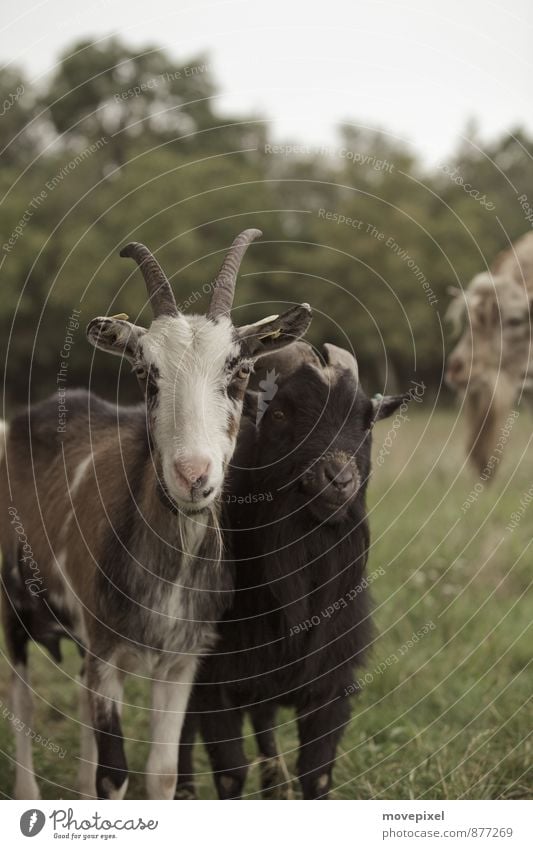 Wir sind nicht alleine! Wiese Ziegen Ziegenbock 3 Tier Tiergruppe Blick Neugier Misstrauen Natur Weide Horn Gedeckte Farben Außenaufnahme Tag