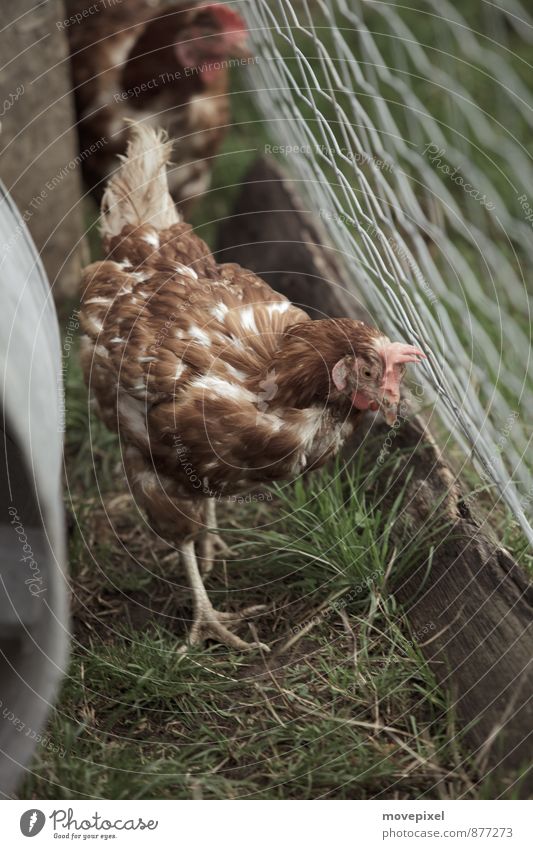 Hendl Erde Gras Nutztier Flügel Krallen Haushuhn Legehenne 2 Tier Blick braun Ausdauer gefräßig Freilandhaltung Biologische Landwirtschaft Hühnerhaltung