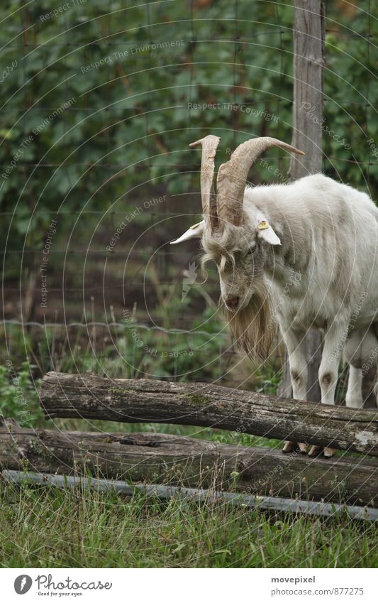 Wo ist der Ziegenpeter? Weide Tier Nutztier Fell 1 stehen Einsamkeit Bundesland Burgenland Ziegenhaltung Tierhaltung Farbfoto Gedeckte Farben Außenaufnahme Tag