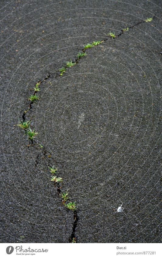 Natur ist überall schön Verkehrswege Straße grau grün Kraft Zerstörung Riss Gras Spalte Besiedelung Asphalt Bruch verfallen Straßenschäden Infrastruktur