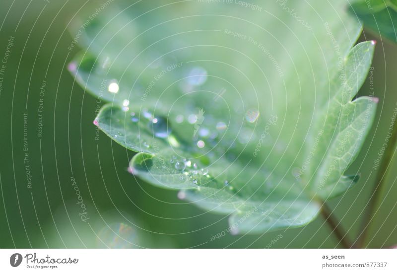 Blattgeglitzer schön Körperpflege Kosmetik Gesundheit Wellness Leben Umwelt Natur Pflanze Wasser Wassertropfen Sommer Regen Grünpflanze Garten glänzend Wachstum