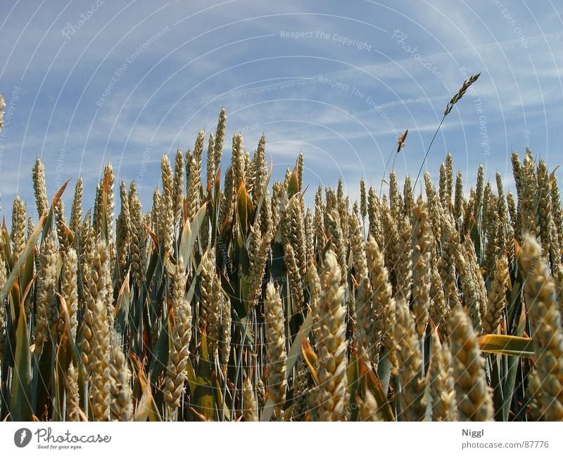 Getreide II Feldfrüchte Weizen Ähren Mehl Samen Landwirtschaft Silo Bauernhof Pflanzer niggl Himmel Dachboden