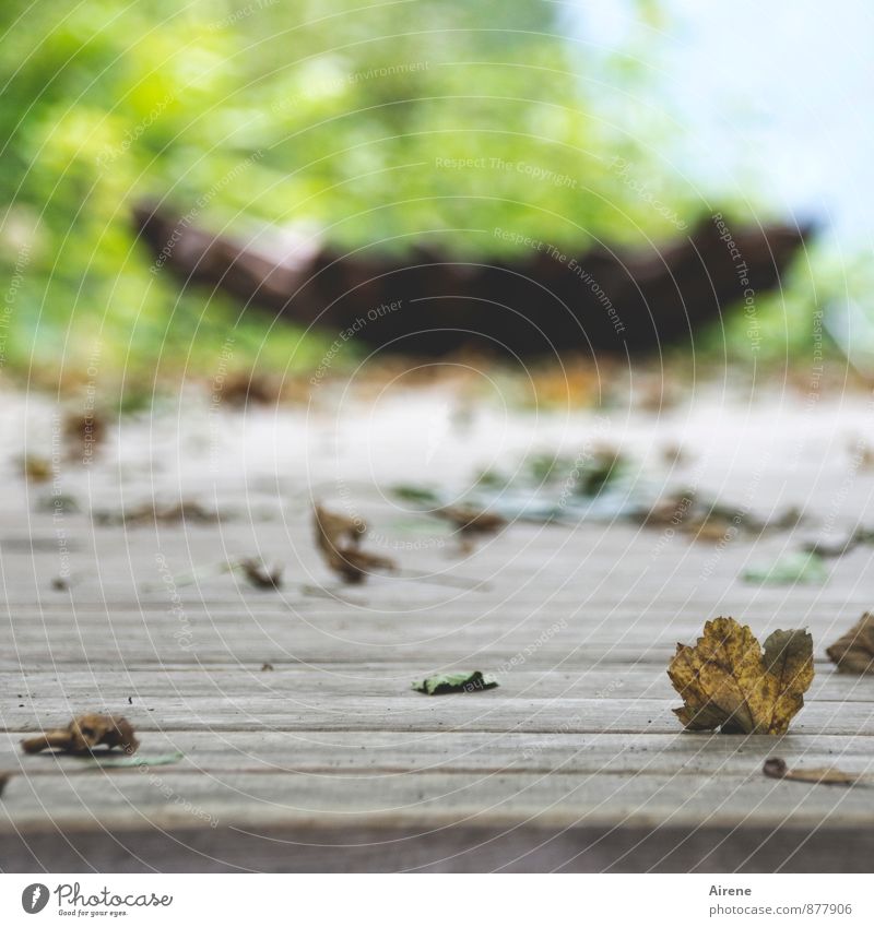 Meditation Wellness harmonisch Erholung ruhig Yoga Herbst Blatt Herbstlaub Park braun gelb grün Zufriedenheit still nachdenklich kontemplativ kraftort Farbfoto