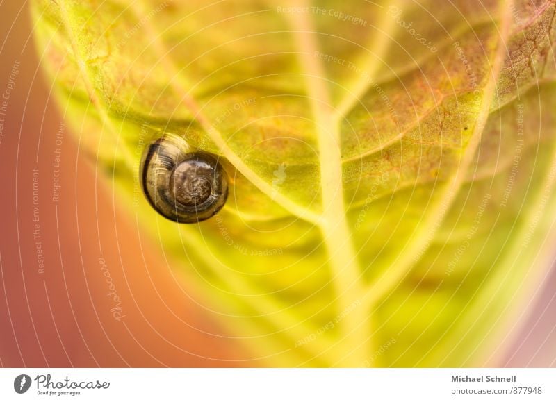 Schnecke Umwelt Natur Tier Garten Schneckenhaus 1 klein natürlich braun gelb grün Willensstärke ruhig Wollust langsam krabbeln Farbfoto Makroaufnahme