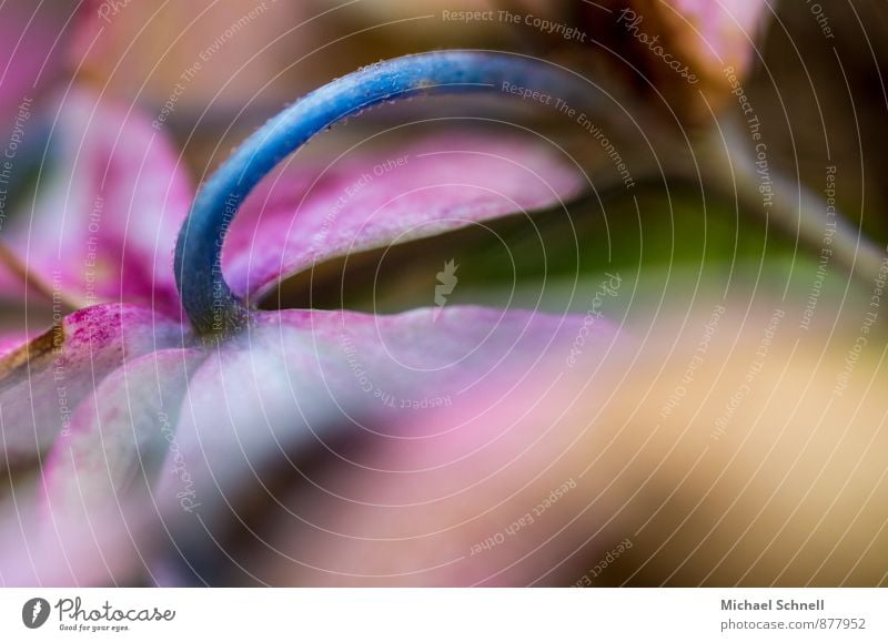 verblüht Natur Pflanze Blume Hortensie Garten alt natürlich trist blau rosa Tod Müdigkeit Erschöpfung Vergänglichkeit Farbfoto Außenaufnahme Nahaufnahme