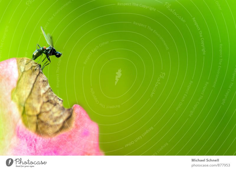 Abflug Pflanze Tier Blüte Hortensie Fliege Insekt 1 fliegen klein Neugier grün rosa Mut Flugzeugstart losfliegen Abheben zart Farbfoto Makroaufnahme