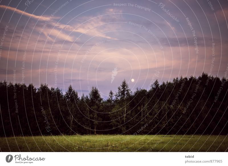 Dunkelheit Natur Landschaft Pflanze Himmel Wolken Nachthimmel Vollmond Sommer Schönes Wetter Baum Gras Sträucher Birkenwald Wiese Wald bedrohlich dunkel