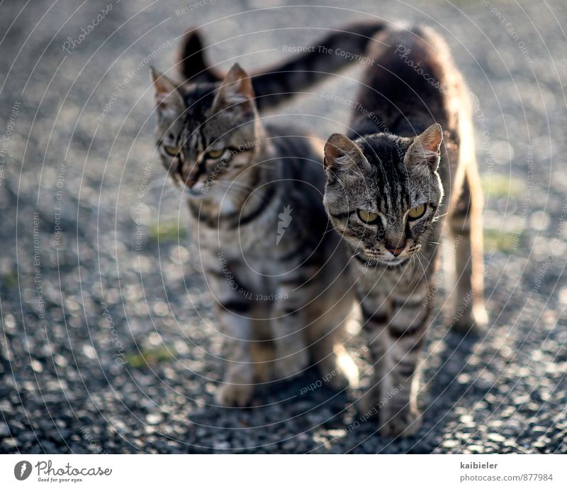 Doppeltes Kätzchen Tier Haustier Katze 2 Tierfamilie beobachten Beratung Blick sitzen stehen warten schön Neugier blau braun Tierliebe Teamwork Zusammenhalt