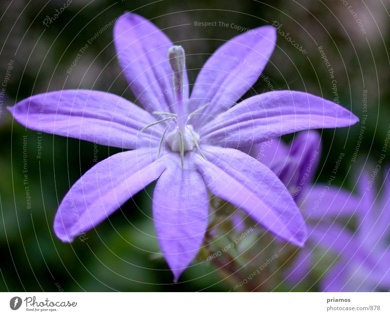 Lila Blume violett nah Blüte Makroaufnahme