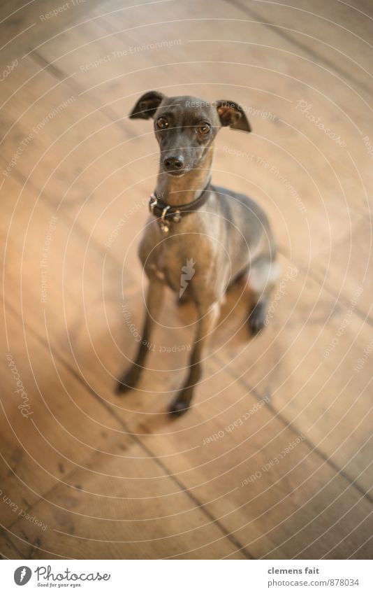 Ja - Nein - Vielleicht Hund Hundeblick Blick Blick in die Kamera Auge Kontakt Wunsch Pfote flehend Fragen Hundehalsband Holzfußboden Dielenboden Fell Windhund