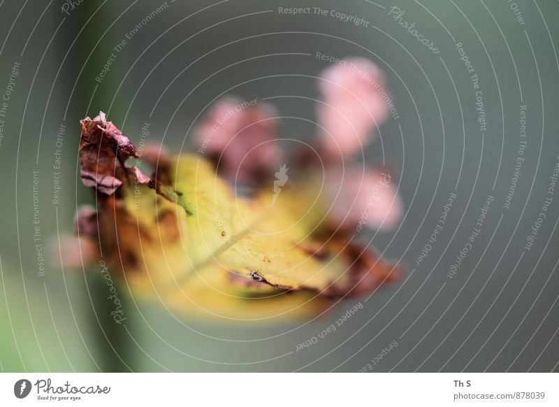 Blatt Natur Pflanze Sommer Herbst Blühend verblüht ästhetisch authentisch einfach elegant natürlich Identität ruhig Verfall harmonisch mehrfarbig schön Farbfoto